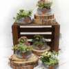 Centro de mesa con plantas variadas