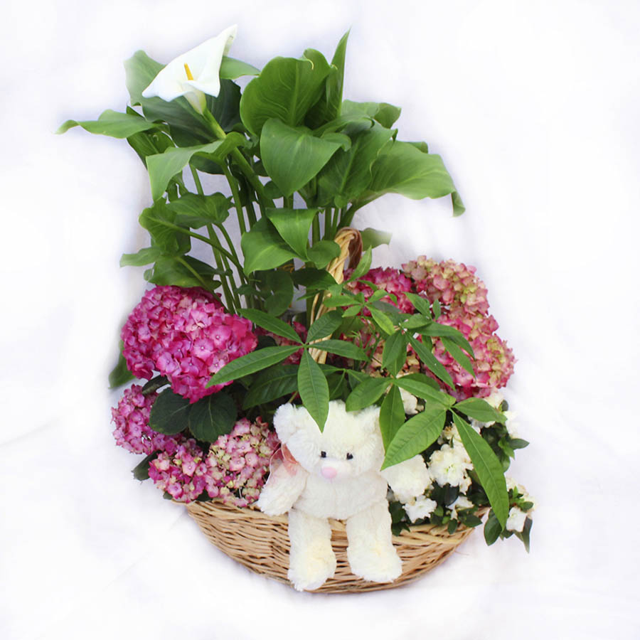 Gran cesta con plantas variadas y peluche
